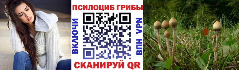 Галлюциногенные грибы Cubensis  закладка  Сураж 